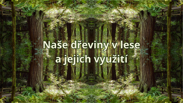 Naše dřeviny v lese a jejich využití