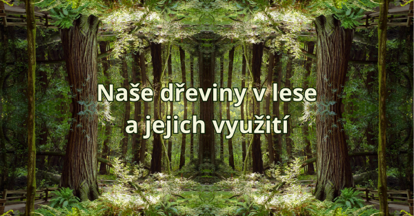 Naše dřeviny v lese a jejich využití